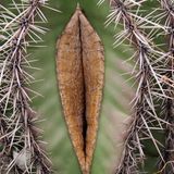 "100 Prozent pornofrei" sei das Buch, verspricht ein Sticker auf dem Cover. Bei diesem Kaktus kommt garantiert niemand auf schmutzige Gedanken.