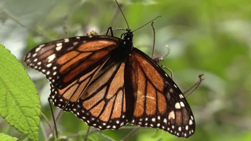 Video: Monarchfalter: Vom kalten Kanada nach Mexiko