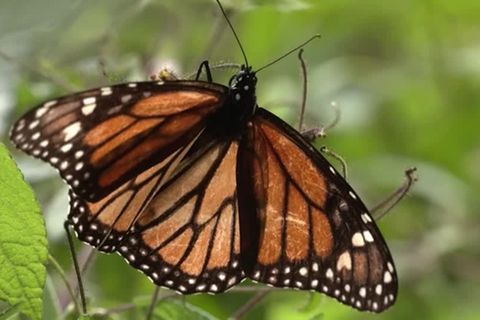 Video: Monarchfalter: Vom kalten Kanada nach Mexiko