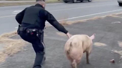 "Albert Einswine": Dieses Schwein hält Polizisten ordentlich auf Trab