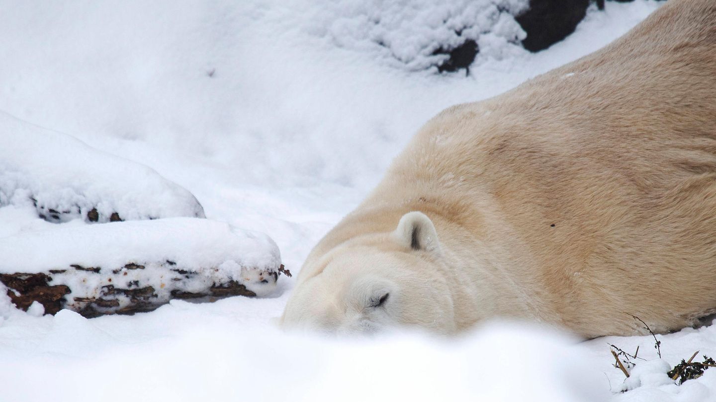 Ein Eisbär im Schnee