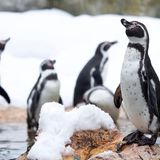 Pinguine im Schnee