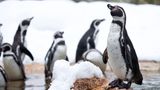 Pinguine im Schnee