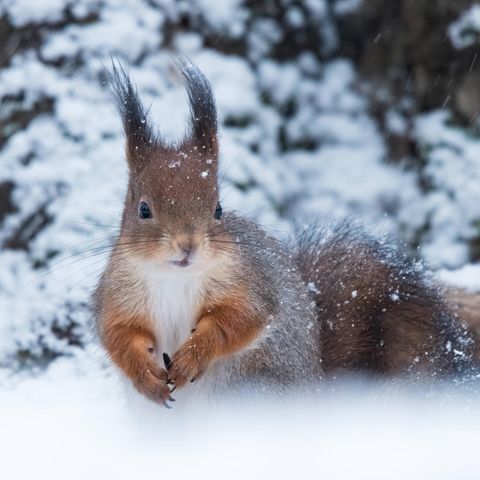 Ein Eichhörnchen im Schnee