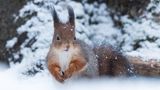 Ein Eichhörnchen im Schnee
