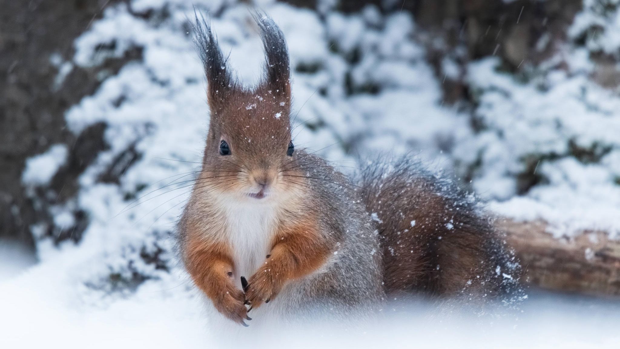 Winter-Wetter: Auch Tiere sind geteilter Meinung über Schnee