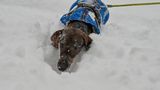 Ein Dackel im Schnee