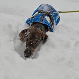 Ein Dackel im Schnee