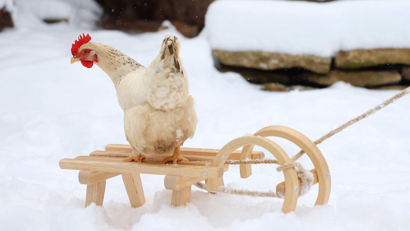 Ein Huhn sitzt auf einem Schlitten
