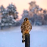 Ein Turmfalke sitzt auf einem Pfahl