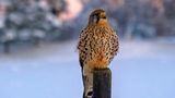 Ein Turmfalke sitzt auf einem Pfahl