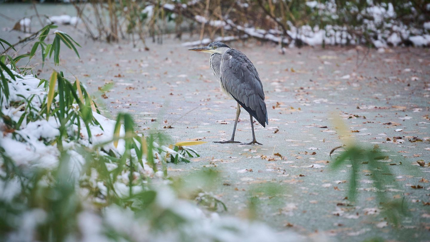 Ein Graureiher auf gefrorenem Wasser