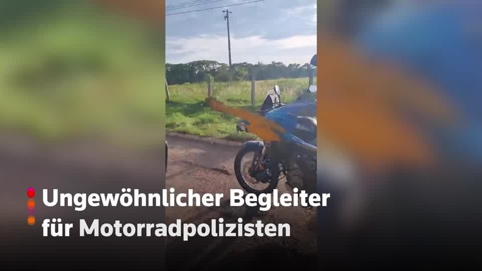 Video: Papagei eskortiert Polizei Video: Papagei eskortiert Polizei