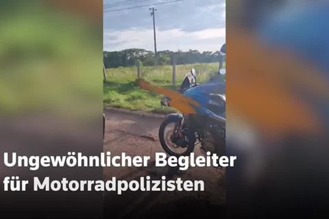 Video: Papagei eskortiert Polizei