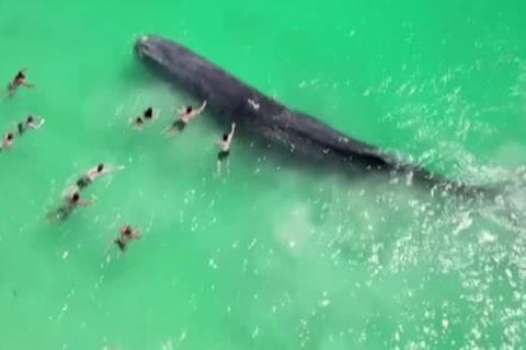 Pottwal überrascht Badegäste am Strand von Perth