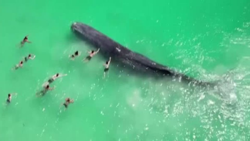 Pottwal überrascht Badegäste am Strand von Perth