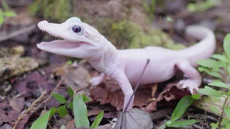 US-Tierpark freut sich über Geburt von seltenem weißen Alligator