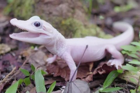 US-Tierpark freut sich über Geburt von seltenem weißen Alligator