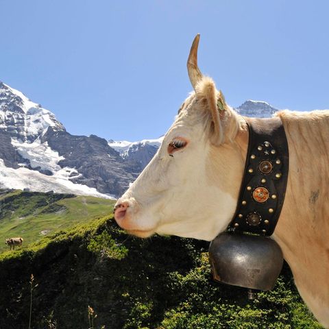 Kuh mit Glocke vor Schweizer Alpenpanorama