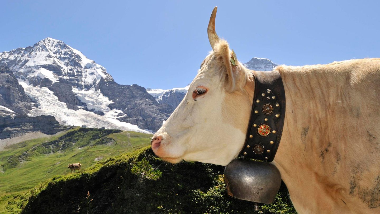 Kuh mit Glocke vor Schweizer Alpenpanorama