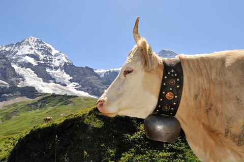 Kuh mit Glocke vor Schweizer Alpenpanorama