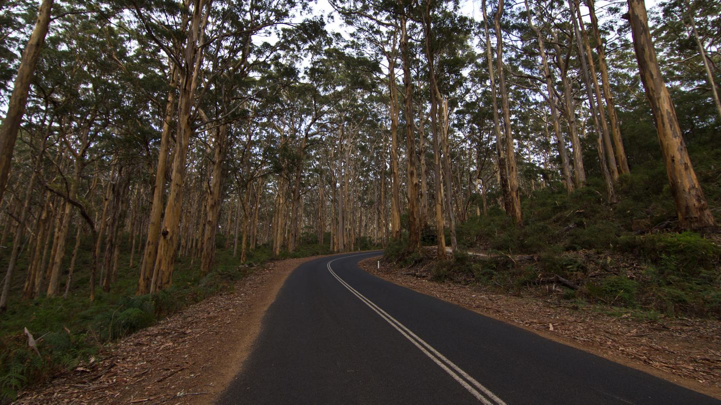 South West Edge Wie der Name schon sagt führt dieser Roadtrip an die Südwestküste Australiens. Es bieten sich Stopps in der Hafenstadt Bunbury an, wo die Chance groß ist, Delfine im Meer beobachten zu können. Außerdem können sich Reisende auf dieser Route auf Surf-Hotspots, Weingebiete und bezaubernde Wälder freuen. Einer von ihnen ist der Boranup Karri Forest mit seinen turmhohen Bäumen.