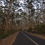 Wie der Name schon sagt führt dieser Roadtrip an die Südwestküste Australiens. Es bieten sich Stopps in der Hafenstadt Bunbury an, wo die Chance groß ist, Delfine im Meer beobachten zu können. Außerdem können sich Reisende auf dieser Route auf Surf-Hotspots, Weingebiete und bezaubernde Wälder freuen. Einer von ihnen ist der Boranup Karri Forest mit seinen turmhohen Bäumen. 