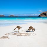 Tierisch wird es an den weißen Sandstränden von Esperance. Dort kann man die Seele baumeln lassen, während man das bunte Treiben von einheimischen Tieren wie beispielsweise Kängurus beobachtet und dem Rauschen des Meeres lauscht.   Länge: 2103 Kilometer  Dauer: 9 bis 14 Tage