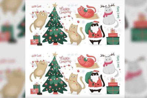 Tierisches Suchbild: Augentest: Können Sie die Weihnachtskätzchen unterscheiden?