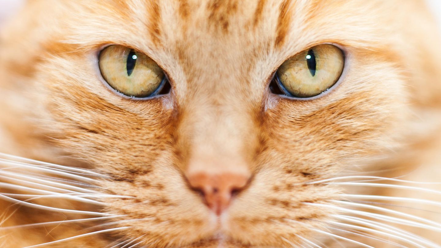 Das Gesicht einer rot-getigerten Katze