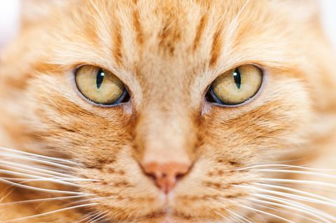 Das Gesicht einer rot-getigerten Katze