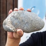 66 Millionen Jahre alter versteinerter Seestern, entdeckt von einem Hobby-Paläontologen am Ostseestrand