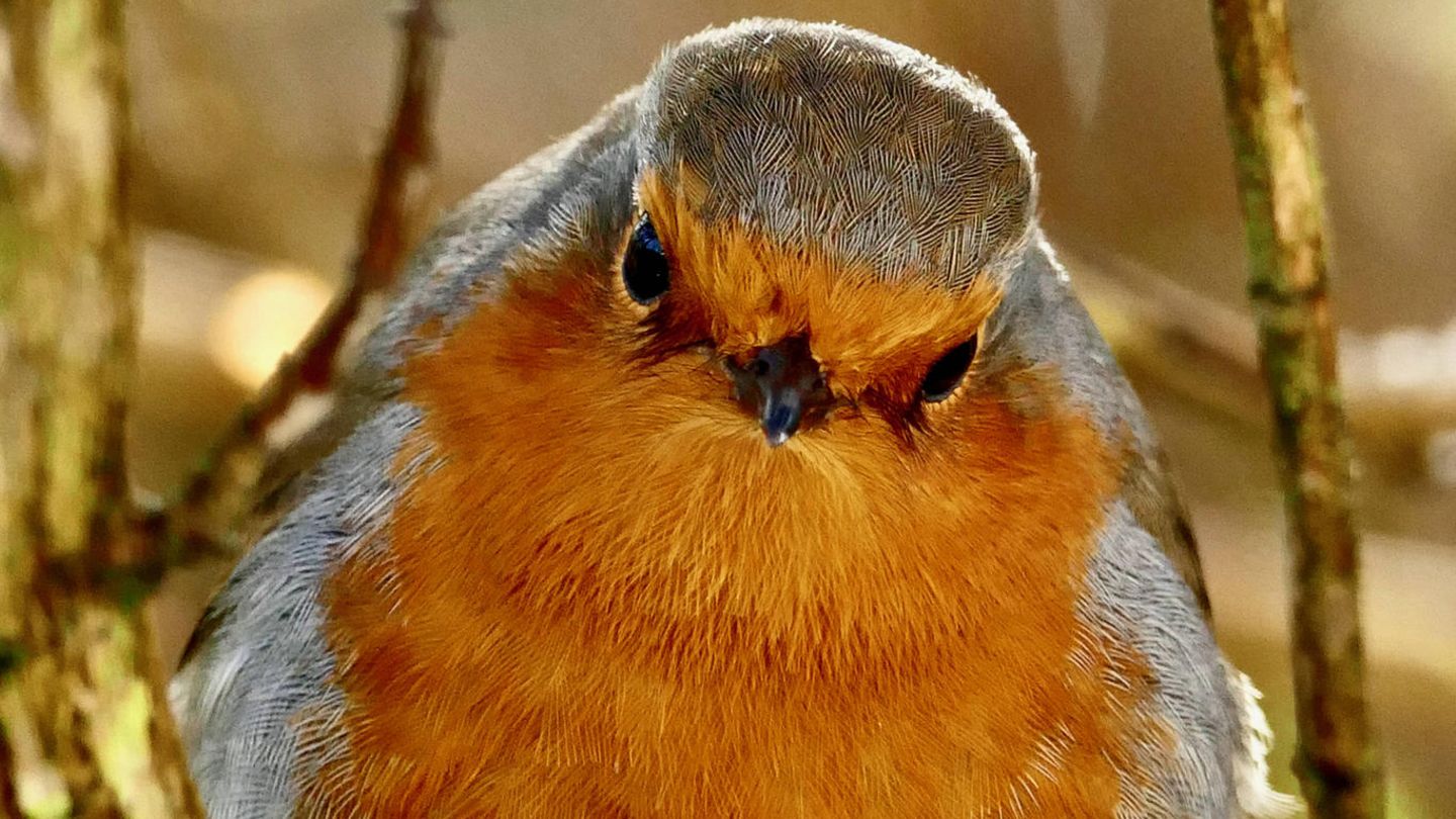 Ein Rotkehlchen