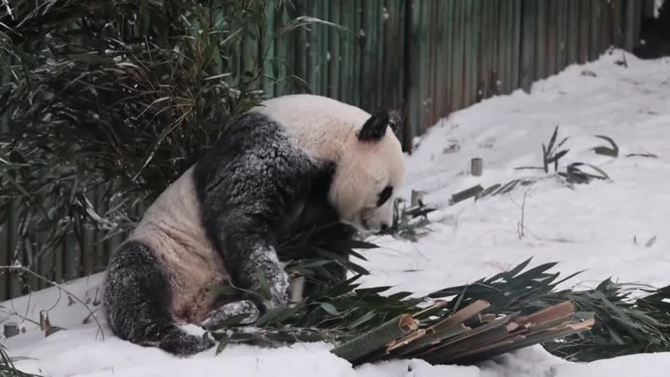 Video: China: Winterwetter bringt Lust und Frust Video: China: Winterwetter bringt Lust und Frust