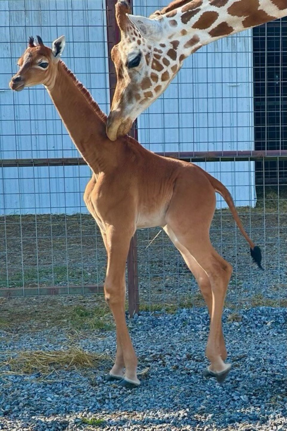 Giraffenbaby ohne Flecken Giraffenbaby ohne Flecken