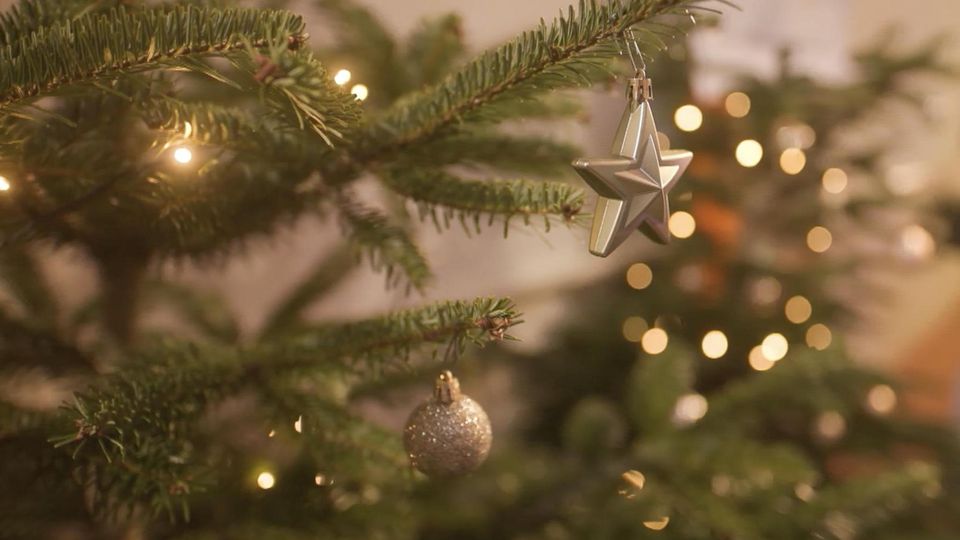 Langlebigkeit und Pestizid-Rückstände: Tannenbäume im Check: Darauf sollten Sie beim Kauf achten