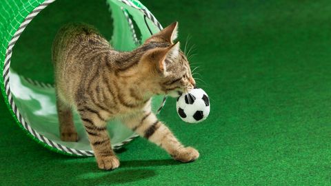 Katze apportiert Ball