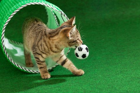 Katze apportiert Ball