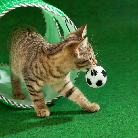 Katze apportiert Ball