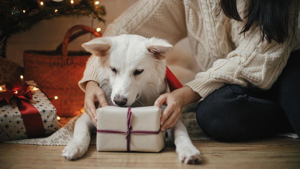 Hund bekommt Weihnachtsgeschenk