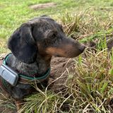 Dackel mit Hundetracker