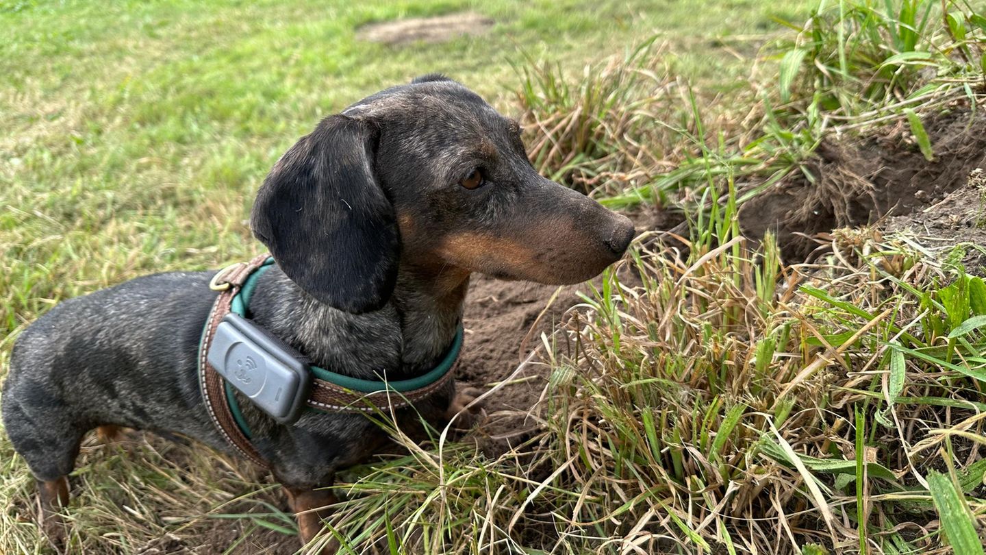 Dackel mit Hundetracker