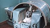 Der Hund Leika vor der Sowjet-Mission Sputnik 2