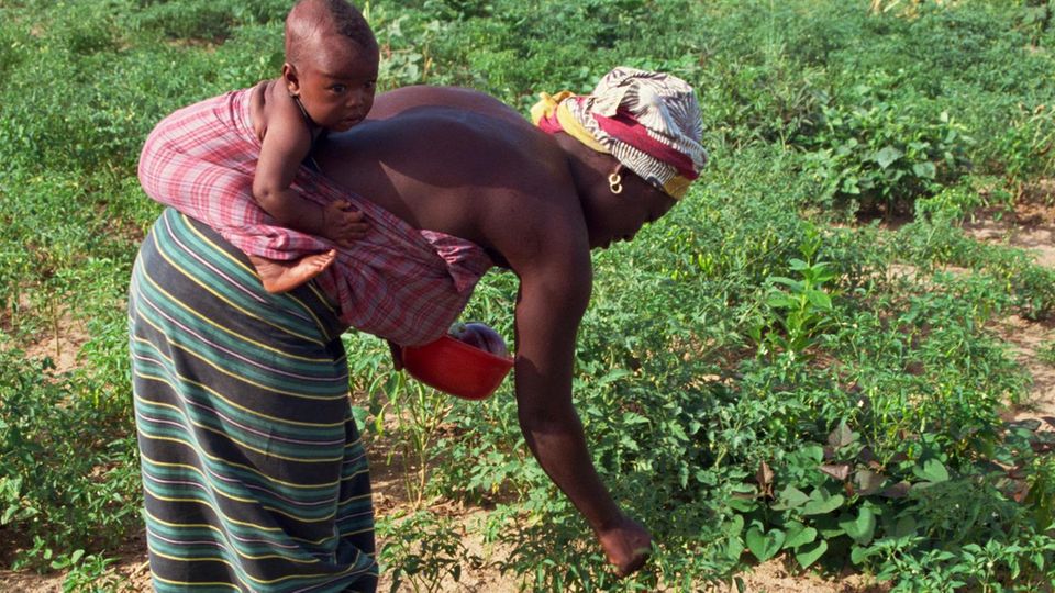Ein Frau mit Baby beim pflücken