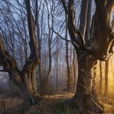 Rotbuchen nahe Viersen in Nordrhein-Westfalen