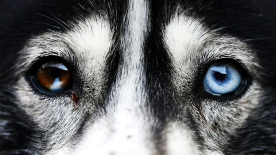 Husky mit zwei verschiedenen Augenfarben