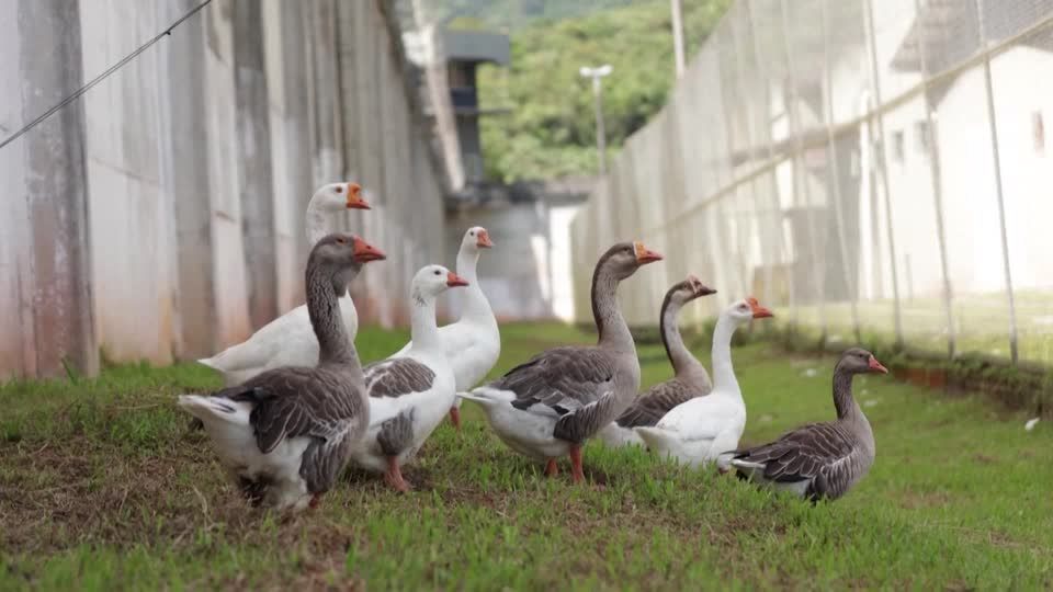 Video: Ausbruch ausgeschlossen dank Gefängnis-Gänsen
