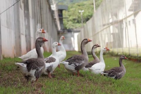 Video: Ausbruch ausgeschlossen dank Gefängnis-Gänsen