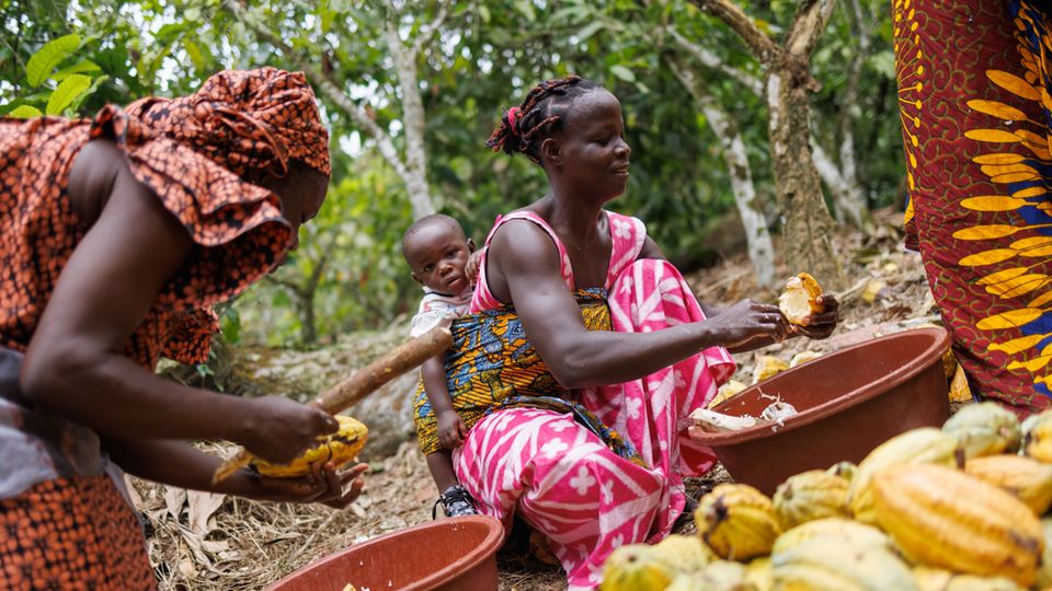 Kakao-Ernte auf einer Plantage bei San Pedro in der Elfenbeinküste. Das westafrikanische Land ist eines der Hauptanbauländer des Kakaos für in Deutschland verkaufte Schokolade