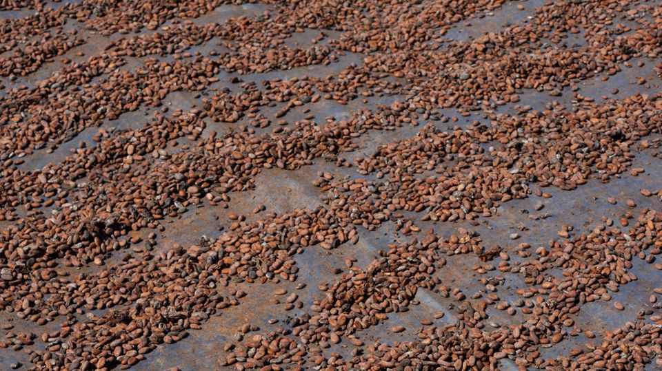 Kakao-Produktion: Nach der Ernte werden die Kakao-Bohnen bis zu zwei Wochen in der Sonne getrocknet Nach der Ernte werden die Kakao-Bohnen bis zu zwei Wochen in der Sonne getrocknet